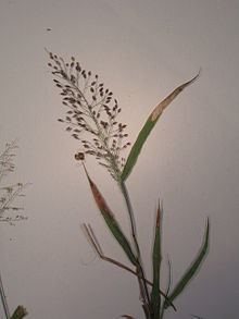 Eragrostis amabilis httpsuploadwikimediaorgwikipediacommonsthu