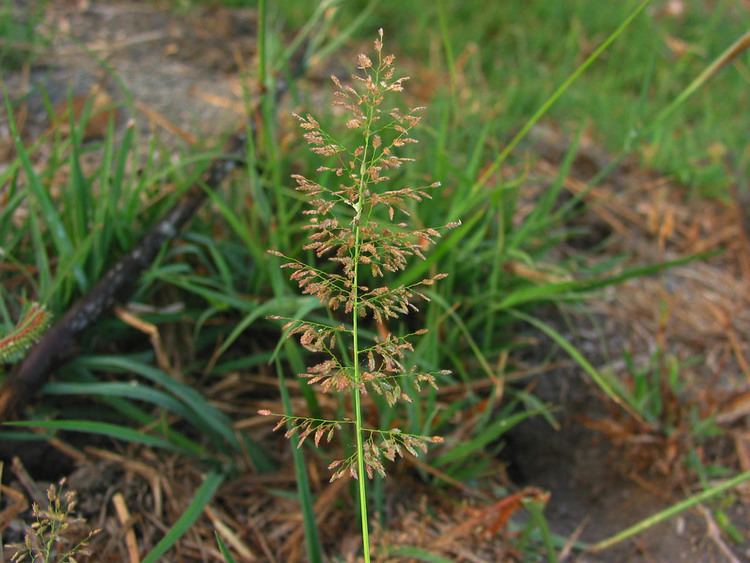 Eragrostis amabilis Eragrostis amabilis Poaceae image 29064 at PhytoImagessiuedu