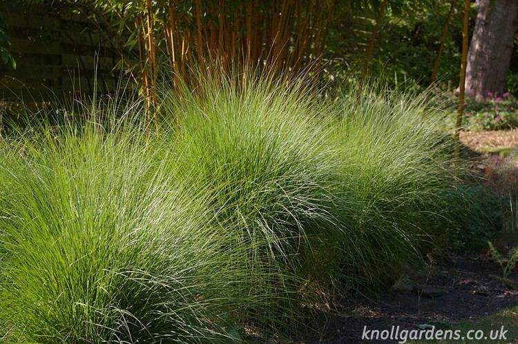 Eragrostis curvula Eragrostis curvula Knoll Gardens Ornamental Grasses and