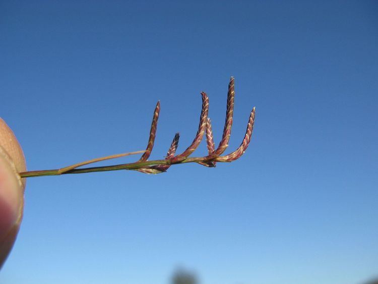 Eragrostis dielsii