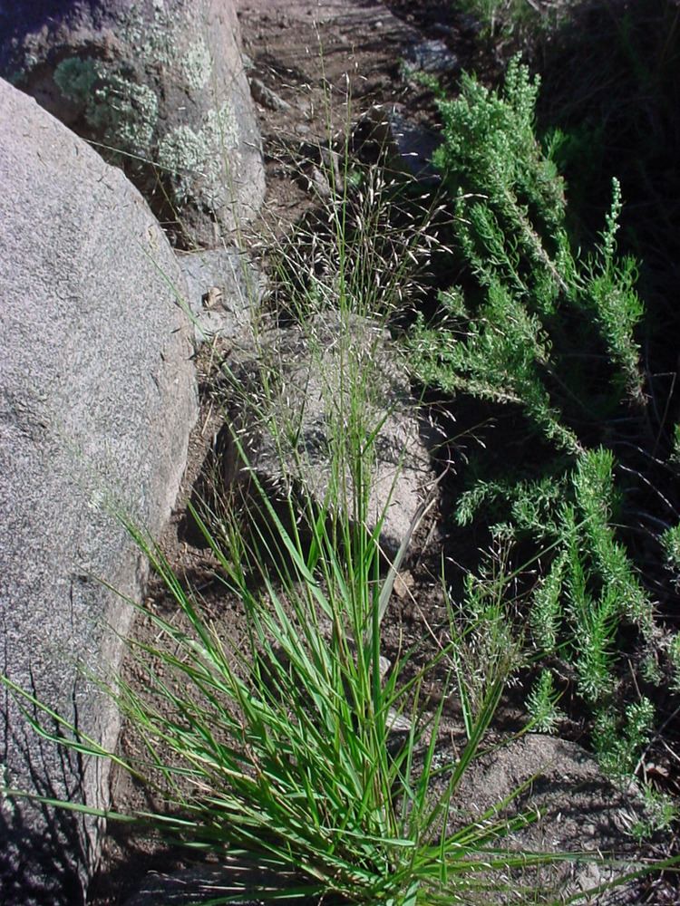 Eragrostis intermedia Vascular Plants of the Gila Wilderness Eragrostis intermedia