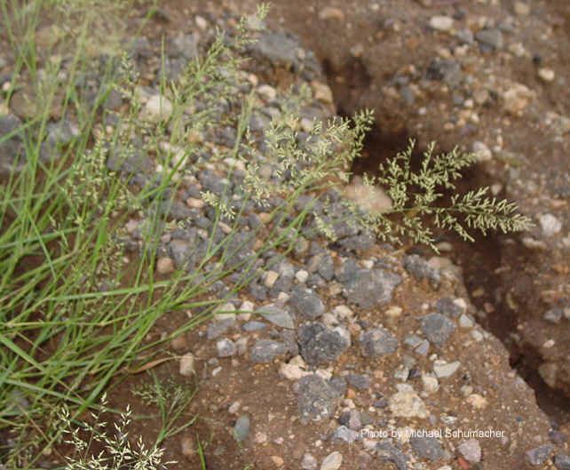 Eragrostis lehmanniana Eragrostis Lehmanniana