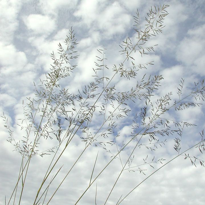 Eragrostis lehmanniana SEINet Arizona Chapter Eragrostis lehmanniana