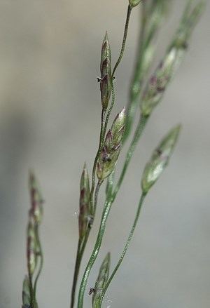 Eragrostis pectinacea Tufted Love Grass Eragrostis pectinacea