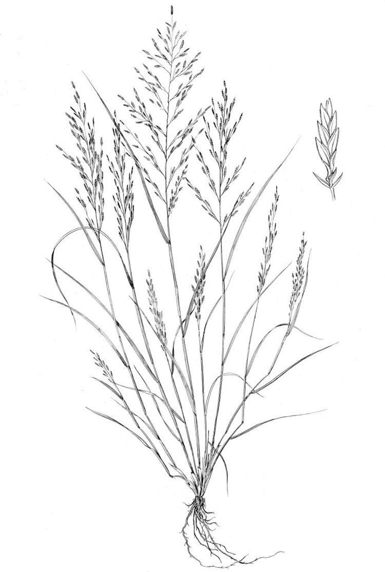Eragrostis pectinacea Desert Lovegrass Eragrostis pectinacea