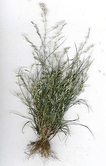 Eragrostis pectinacea httpsuploadwikimediaorgwikipediacommonsthu