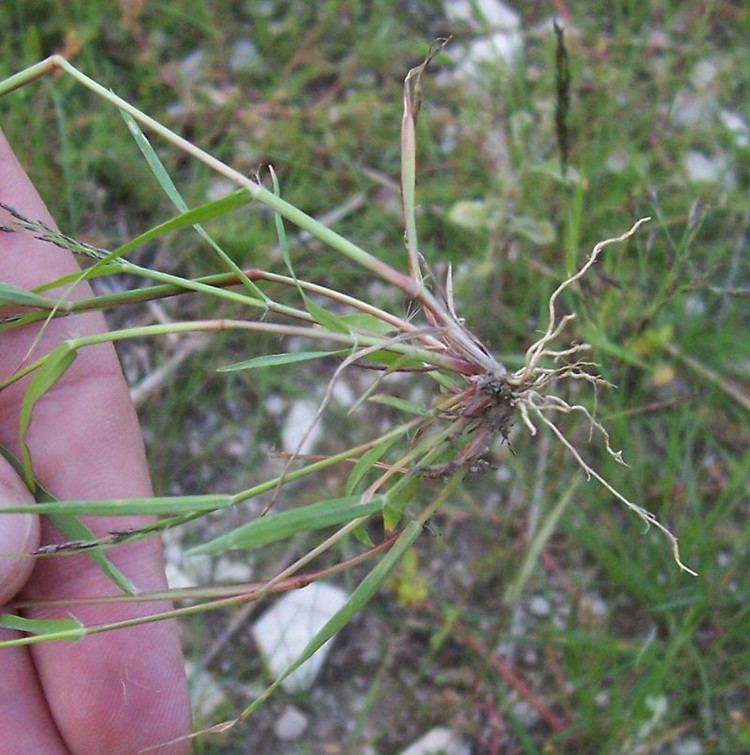 Eragrostis pilosa httpsnewfss3amazonawscomtaxonimages1000s1