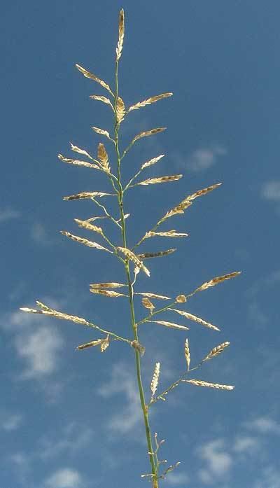 Eragrostis pilosa Indian Lovegrass ERAGROSTIS PILOSA