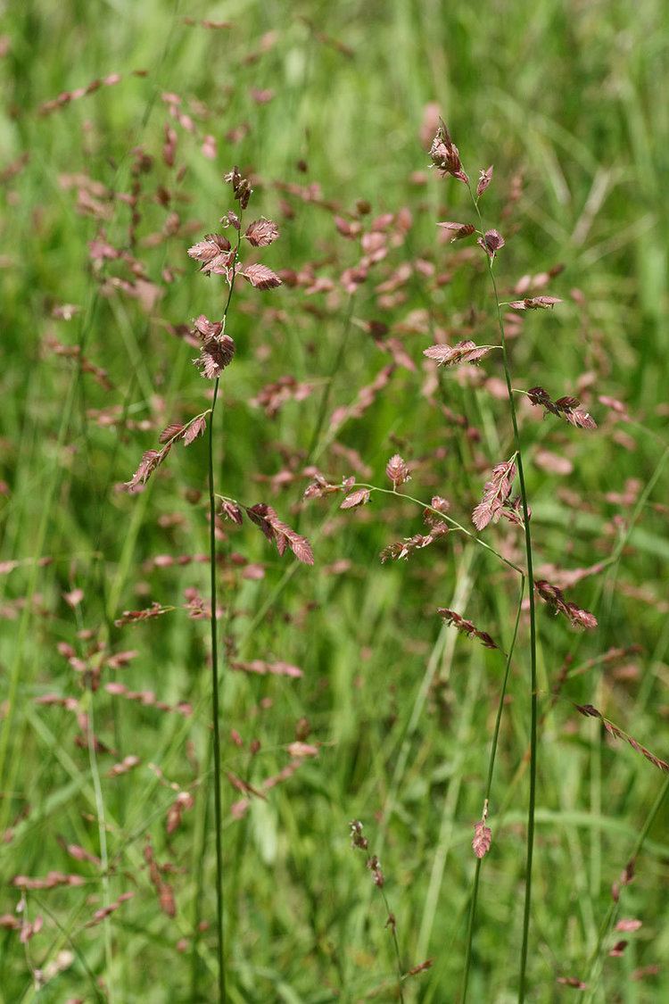 Eragrostis superba Flora of Zimbabwe Species information individual images