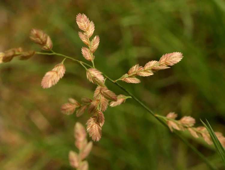 Eragrostis superba Flora of Zimbabwe Species information individual images