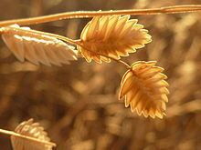 Eragrostis superba httpsuploadwikimediaorgwikipediacommonsthu