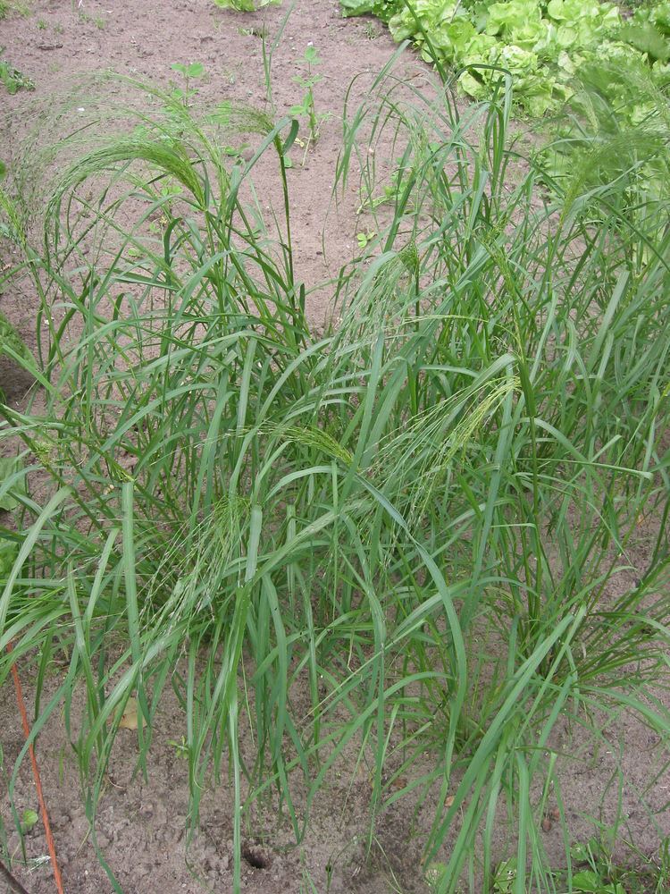 Eragrostis tef Eragrostis tef Images Useful Tropical Plants