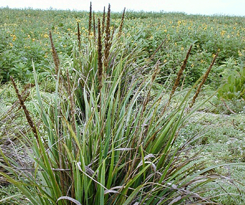 Eragrostis variabilis Eragrostis variabilis kawelu lovegrass Higher Plants and Ferns