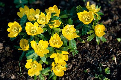 Eranthis Eranthis hyemalis winter aconiteRHS Gardening