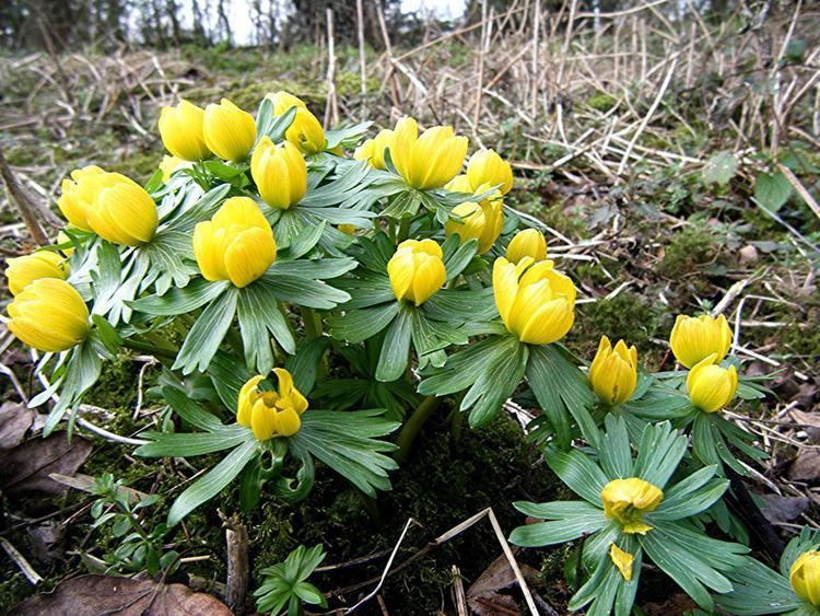 Eranthis Winter Aconite Eranthis hyemalis NatureSpot