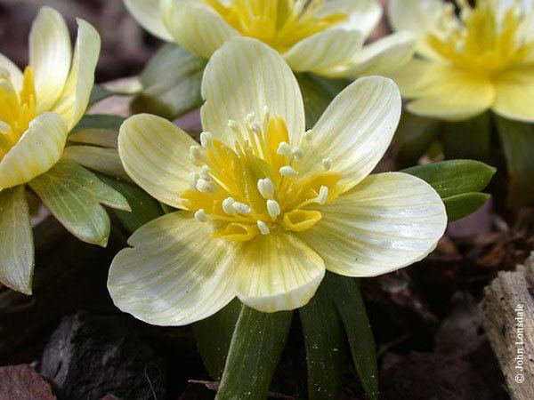 Eranthis Pacific Bulb Society Eranthis