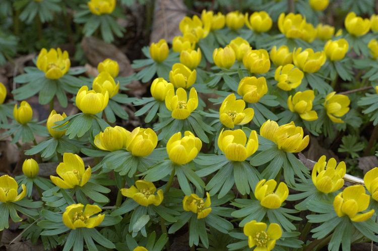 Eranthis hyemalis Eranthis hyemalis Wikiwand