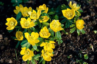 Eranthis hyemalis Eranthis hyemalis winter aconiteRHS Gardening