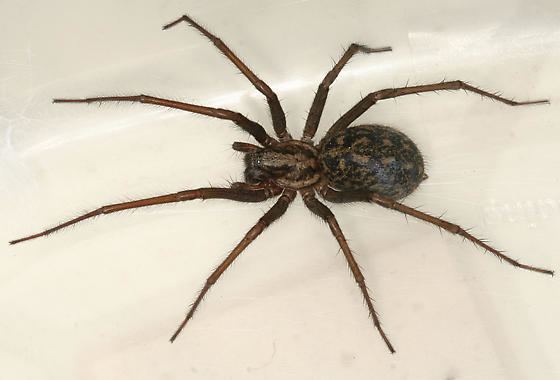 Eratigena Giant House Spider Eratigena atrica BugGuideNet
