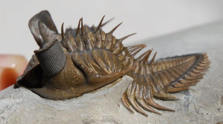 Erbenochile trilobites for sale big eyes