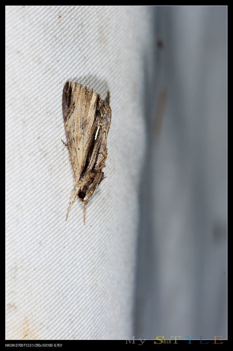 Ercheia niveostrigata