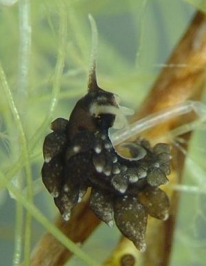 Ercolania The Sea Slug Forum Re Calliopaea bellula Ercolania cf viridis