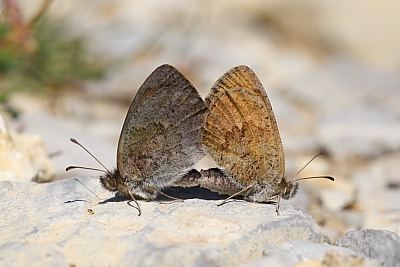 Erebia cassioides Erebia cassioides