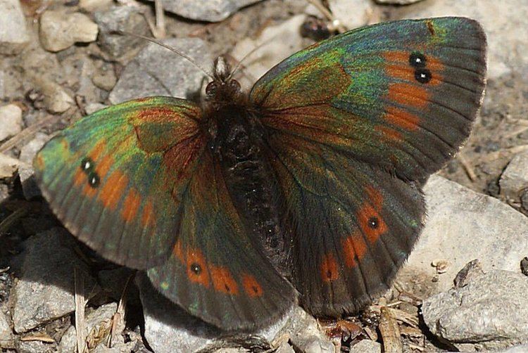 Erebia cassioides Bestimmungshilfe des Lepiforums Erebia Cassioides