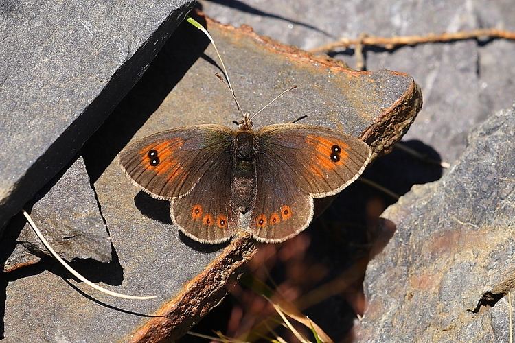 Erebia cassioides Erebia cassioides