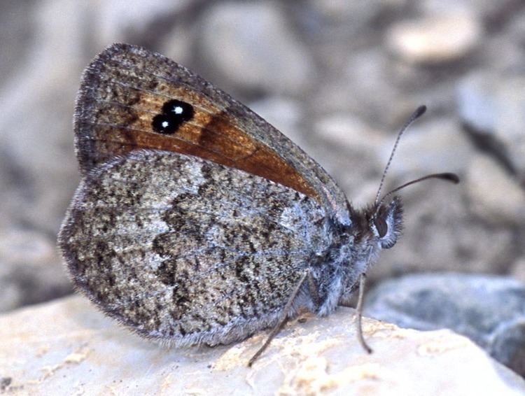 Erebia cassioides lepinetfr Erebia cassioides Le Moir lustr le Moir arverne