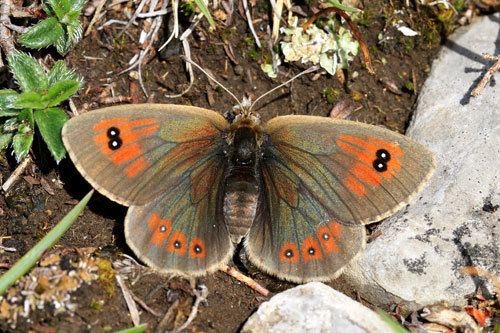 Erebia cassioides Erebia cassioides on euroButterflies by Matt Rowlings