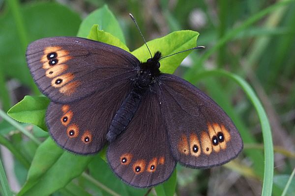 Erebia medusa Bestimmungshilfe des Lepiforums Erebia Medusa