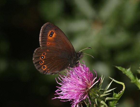 Erebia medusa Butterflies of Europe Erebia medusa