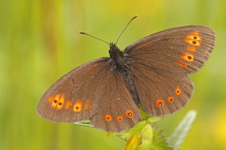 Erebia medusa Voorjaarserebia erebia medusa Woodland Ringlet ringlet ringlets