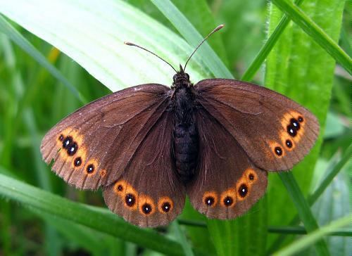 Erebia medusa Woodland Ringlet Erebia medusa