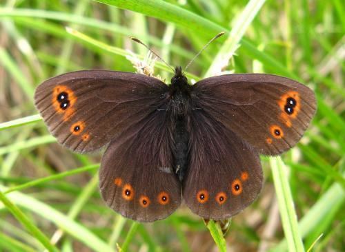 Erebia medusa Woodland Ringlet Erebia medusa