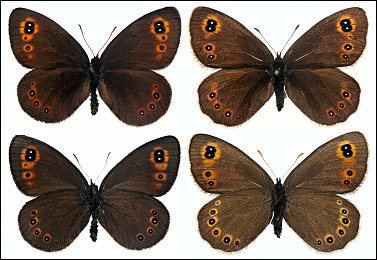 Erebia medusa Butterflies of Bulgaria Erebia medusa