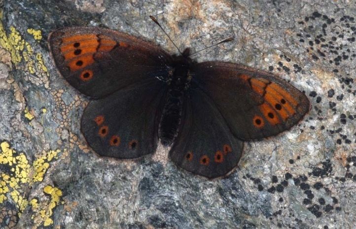 Erebia pandrose European Lepidoptera and their ecology Erebia pandrose
