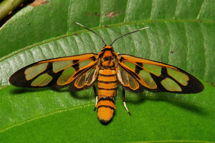 Erebidae Wasp Moth Syntomini Arctiinae Erebidae Pu39er Yunnan Flickr