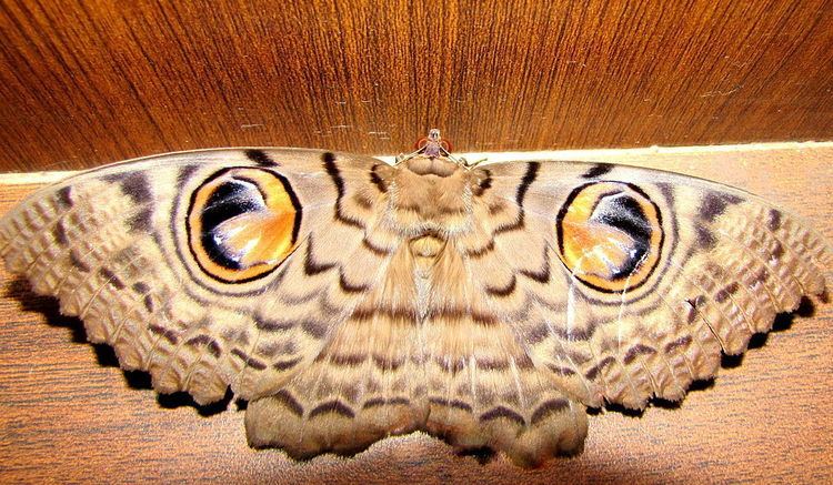 Erebus (moth)