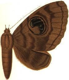 Erebus nyctaculis