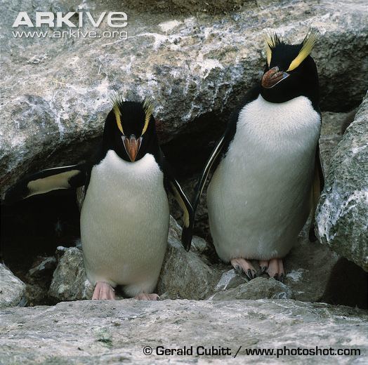 Erect-crested penguin Erectcrested penguin videos photos and facts Eudyptes sclateri