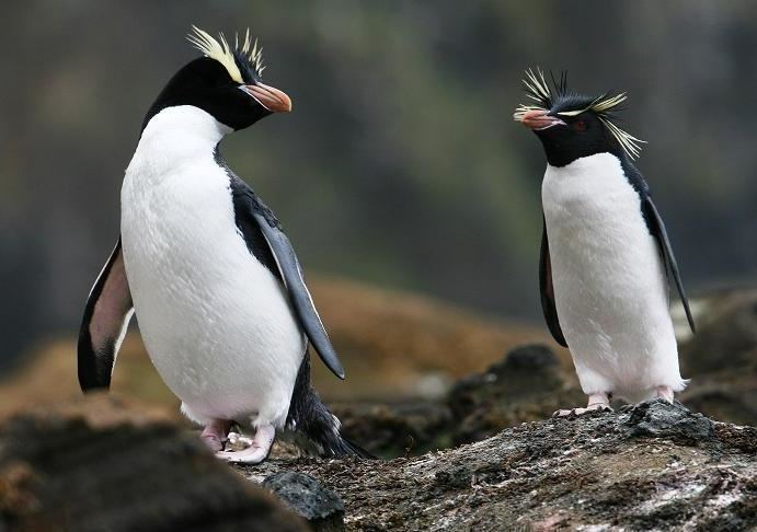 Erect-crested penguin Surfbirds Online Photo Gallery Search Results