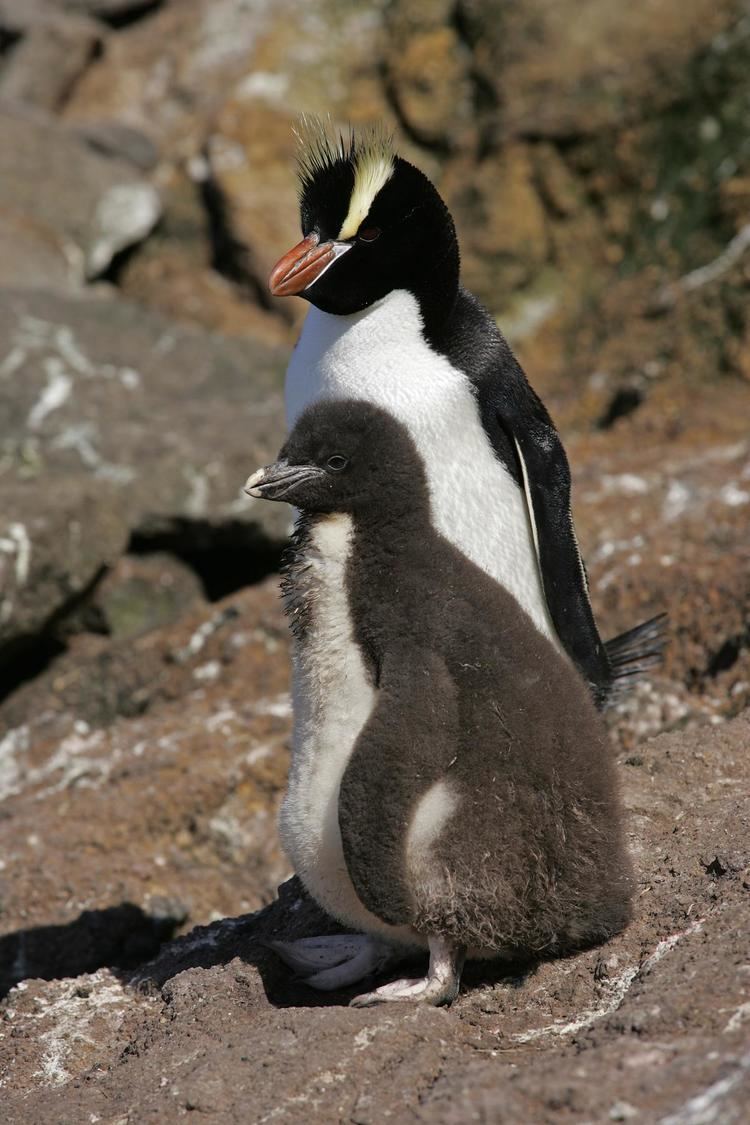 Erect-crested penguin Erectcrested penguin New Zealand Birds Online
