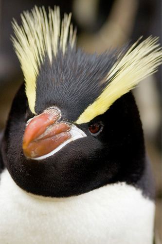 Erect-crested penguin Erectcrested penguin ThingLink