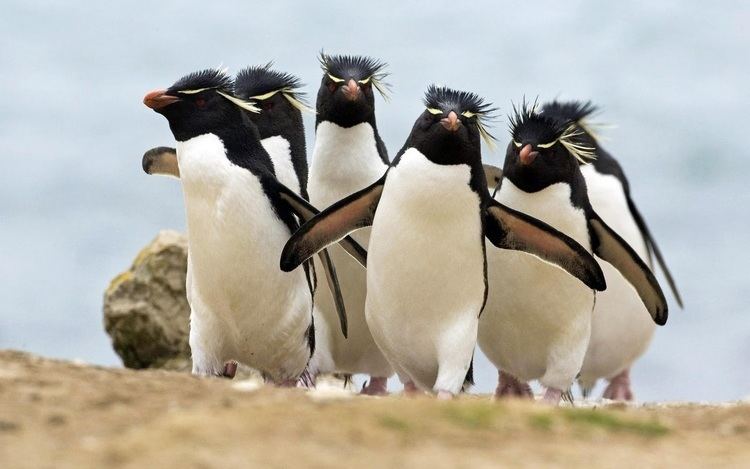 Erect-crested penguin Erectcrested penguin ThingLink