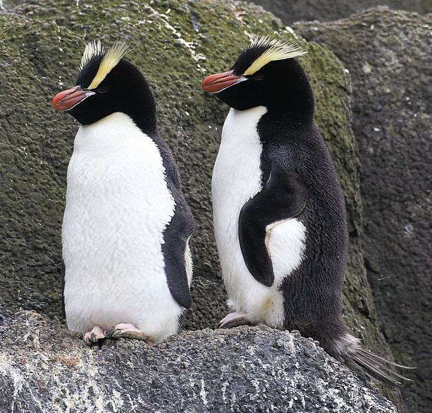 Erect-crested penguin Erectcrested Penguin Eudyptes sclateri Barraimaging