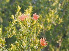Eremaea pauciflora httpsuploadwikimediaorgwikipediacommonsthu