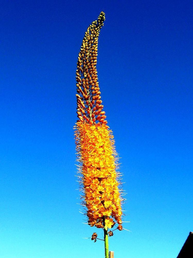Eremerus × isabellinus