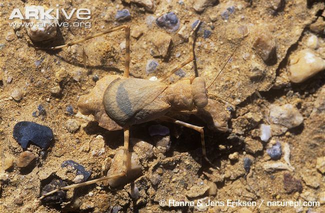 Eremiaphila Desert mantis videos photos and facts Eremiaphila braueri ARKive